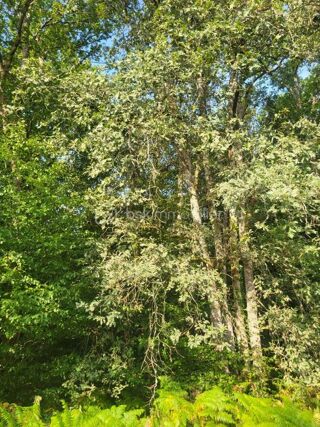 Vente Terrain Magnifique terrain boisé-Un véritable écrin de nature Queyssac