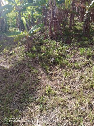 Vente Terrain Terrain de 689 m 2 a vendre au francois Le francois