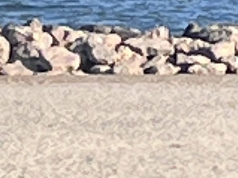  vendre  Maison Mauguio-Carnon-Plage (34130)