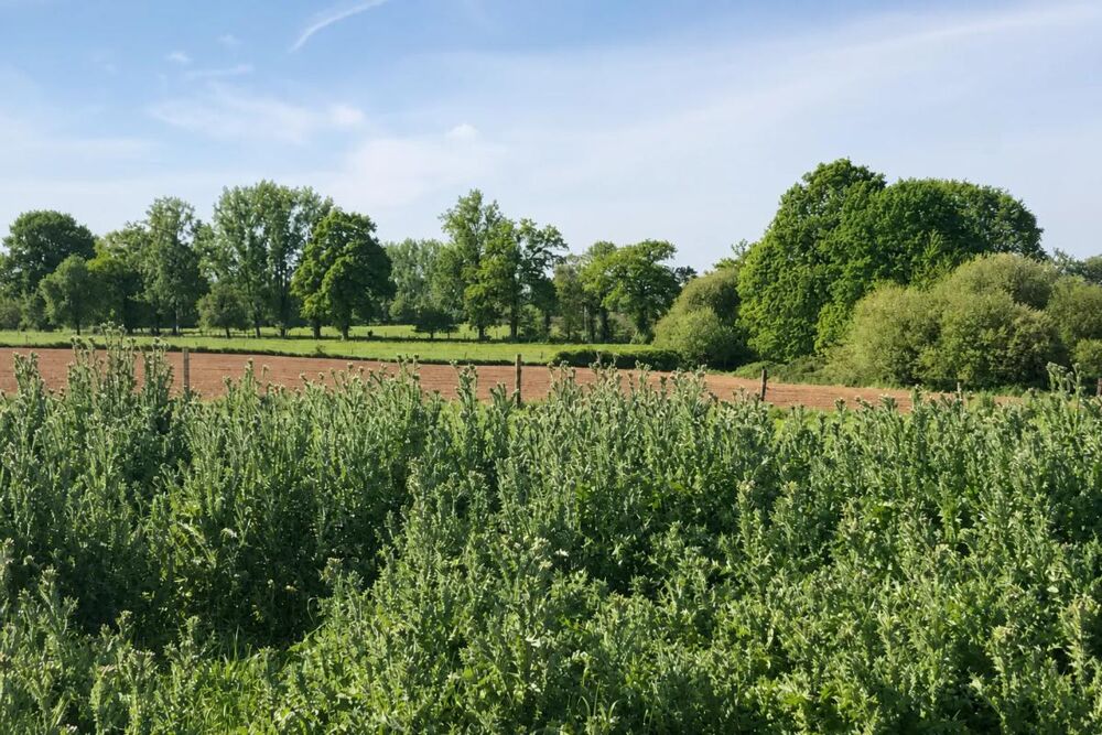 Maison 144m² à Saint-Fraimbault, calme et charme