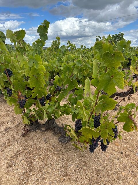 Terrain &agrave; vendre   () 108800 69840 Julienas