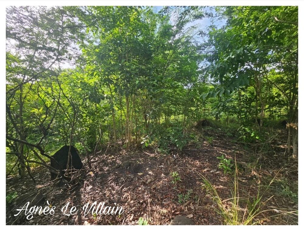 Vente Terrain Terrain 2 983 m2 à Bouillante Bouillante