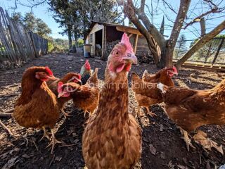  Maison � vendre 15 + pi�ces 760 m�