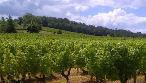 Vignes AOC Bordeaux 12 Ha 114000 33410 Mourens