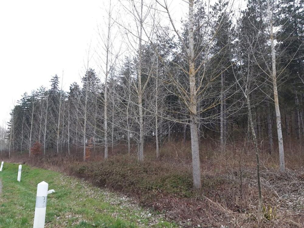Vente Terrain Domaine forestier Cauzac