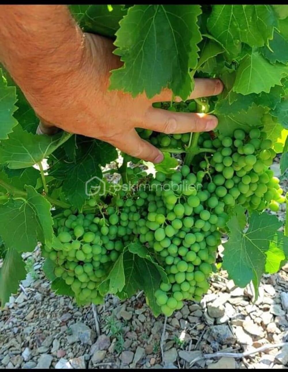 Vente Terrain A VENDRE VIGNES EN COMPLANTS 47000 M² A BANYULS SUR MER - VUE MER - GRENACHE NOIR Banyuls sur mer