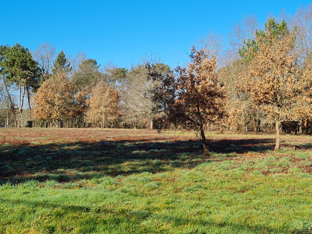 Vente Terrain 24400 entre Mussidan et Montpon  Terrain  de 11408 m² dont  constructible 4000m ² Mussidan