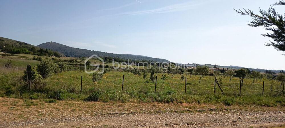 Vente Terrain ? À VENDRE – Terrain agricole avec oliviers – Caunes-Minervois ? Caunes minervois