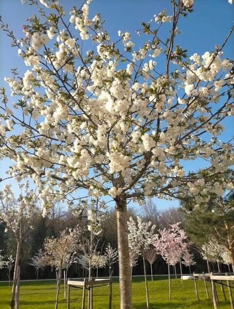  Appartement � louer 1 pi�ce 12 m�