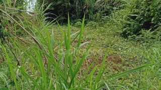  Terrain � vendre 5303 m�