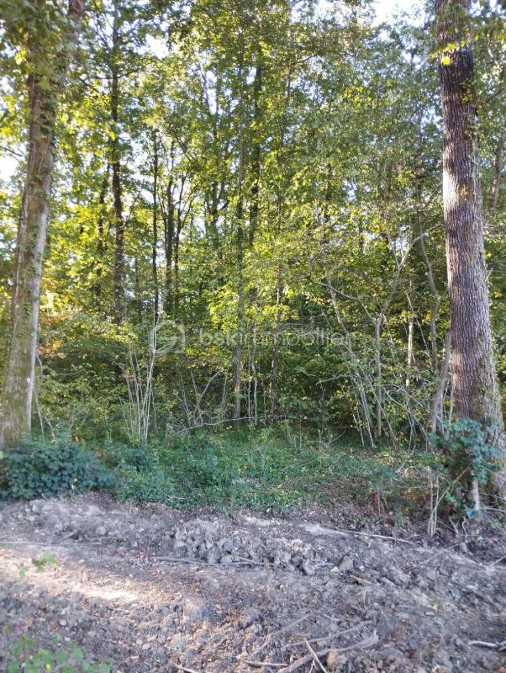 Vente Terrain Bois en taillis Bailleul