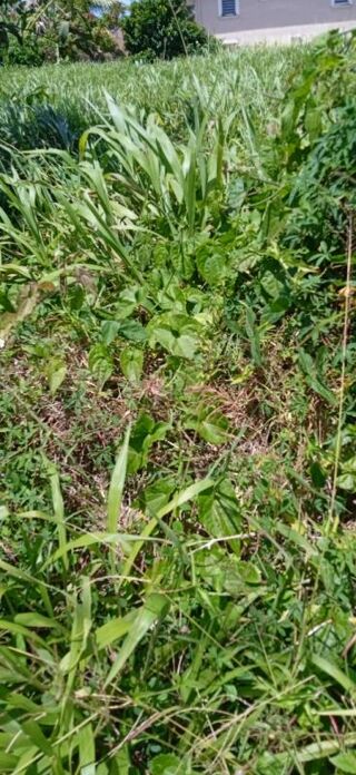  Terrain � vendre 556 m�