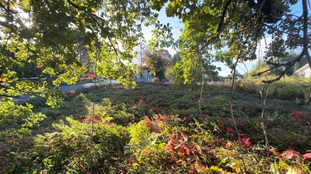 Vente Terrain ? TERRAIN CONSTRUCTIBLE – 1 265 m² – SAINT-PRIEST-TAURION Saint priest taurion