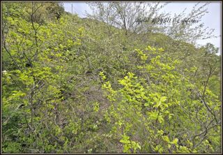  Terrain  vendre 732 m