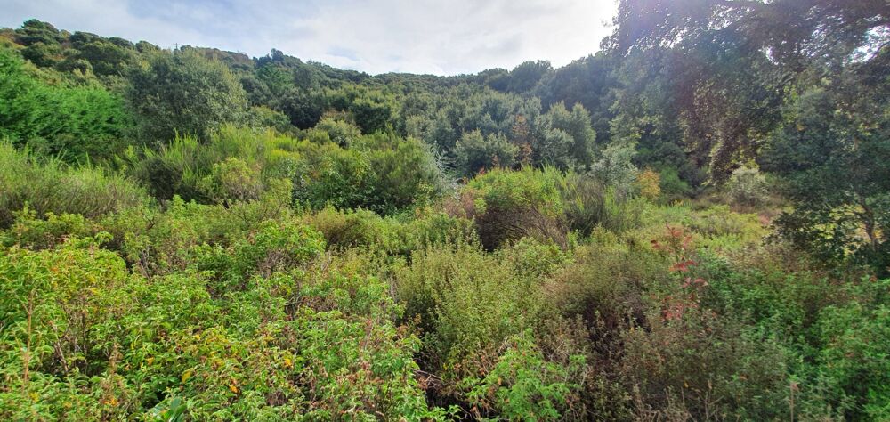 Vente Terrain Terrain de 3 000 m² à vendre – Petreto-Bicchisano Petreto bicchisano