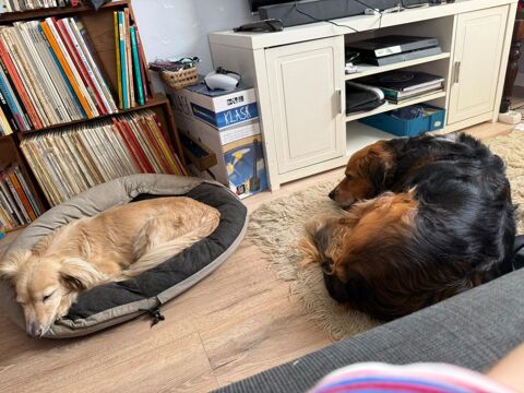  Appartement � louer 1 pi�ce 15 m�