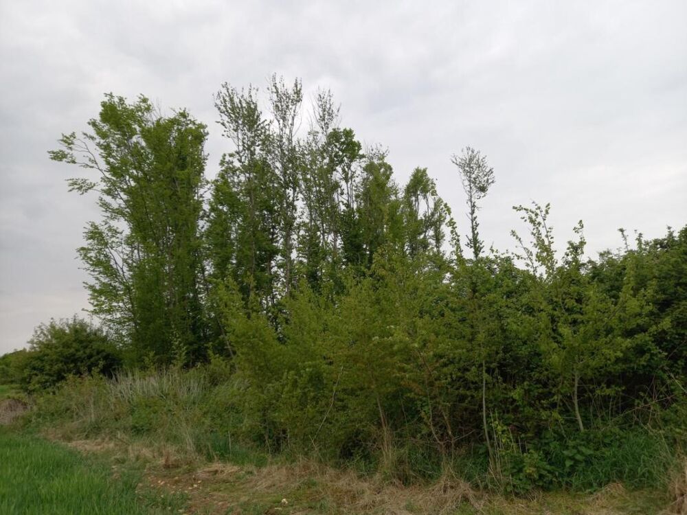 Vente Terrain Terrain à vendre de 2 924,00 m² Proche de Courtenay (45320) Courtemaux