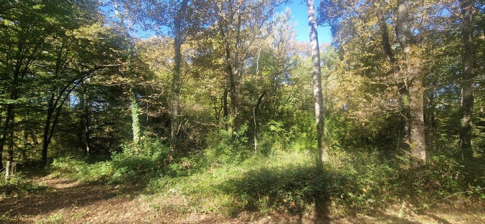 Vente Terrain Bois à vendre, LAGRANGE (40) Lagrange