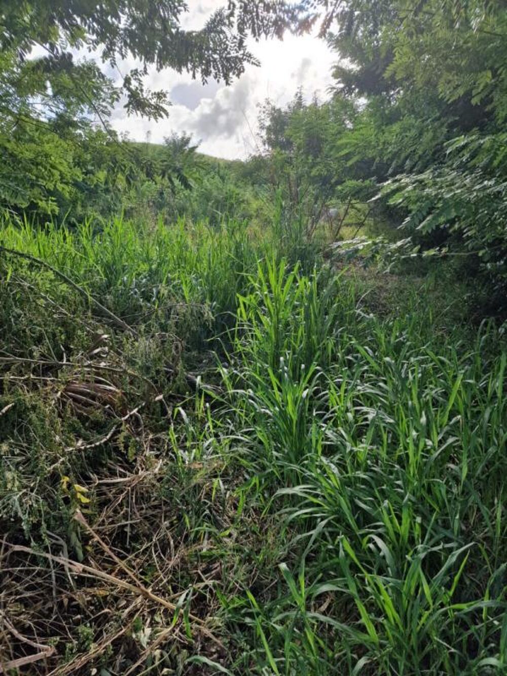 Vente Terrain Terrain Le Vauclin 1820 m2 a quelques minutes a pied de la plagede Pointe Faula Le vauclin