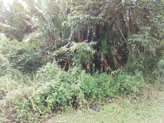  Terrain � vendre 4262 m�