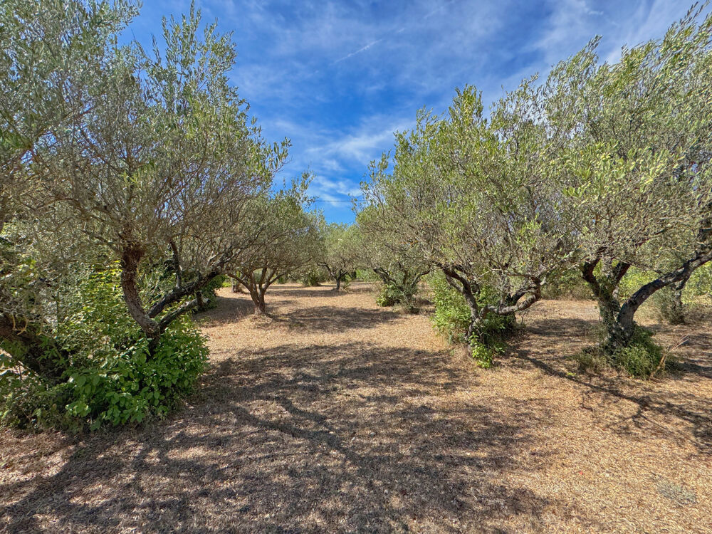 Propriété de caractère à pied du village de Lorgues 350 m2, oliveraie et piscine chauffée