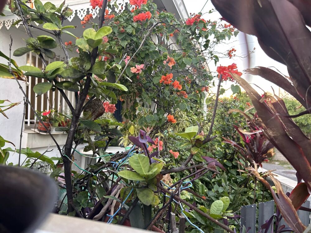 � vendre  Maison Saint-Pierre (97410)