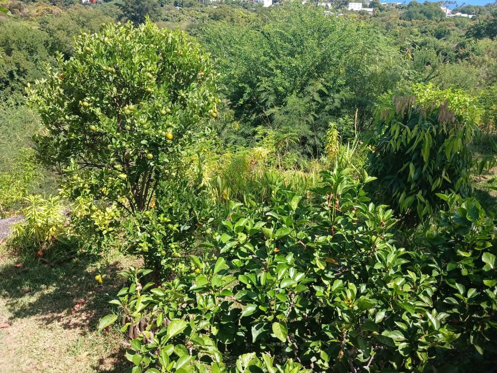 � vendre  Villa La Possession (97419)