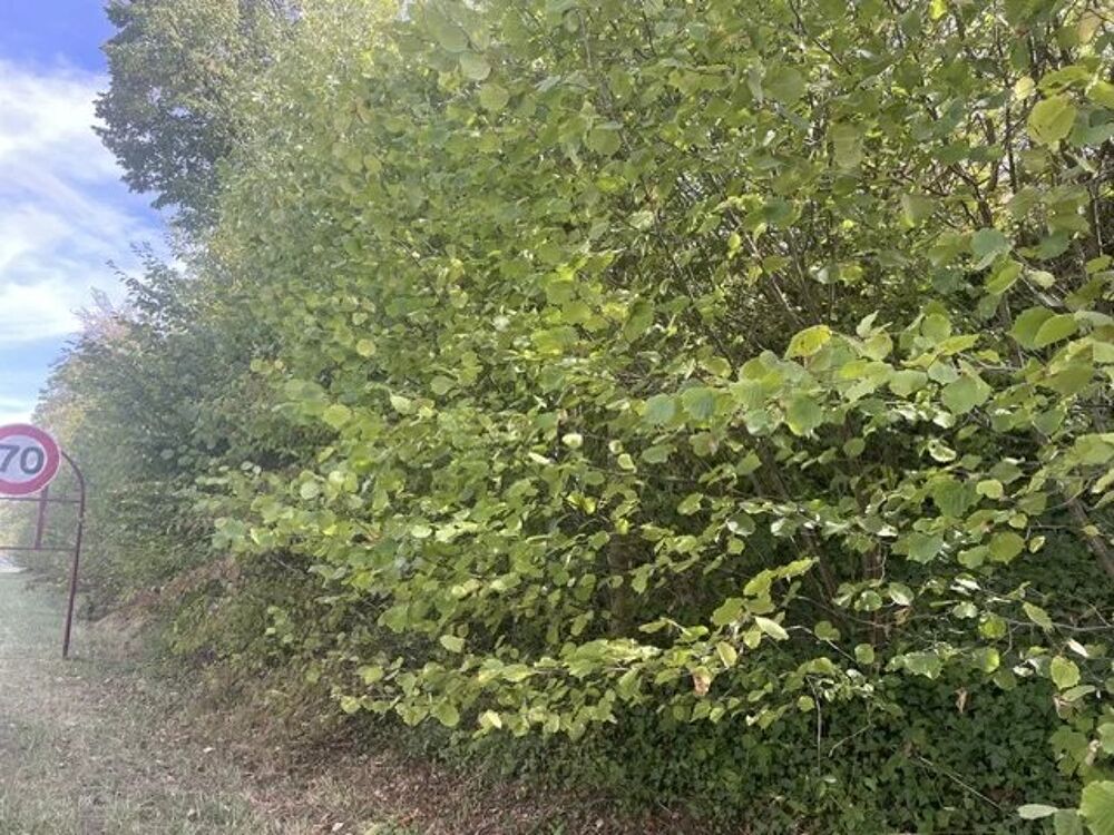 Vente Terrain Terrain constructible à Ligny en Barrois Ligny-en-barrois