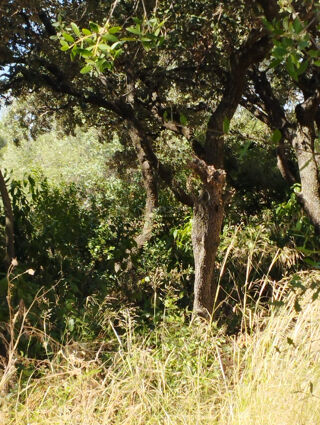  Maison 4 pi�ces 81 m� Montpellier