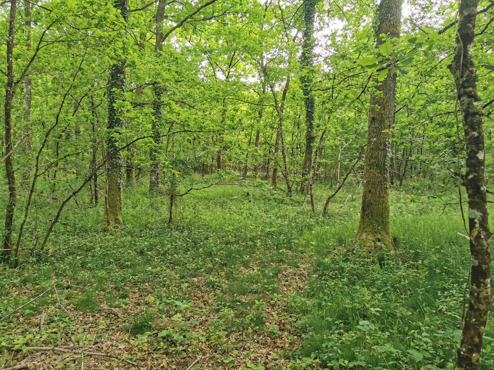 Vente Terrain MAGNIFIQUES TERRAINS BOISÉS CONSTRUCTIBLES Selles st denis