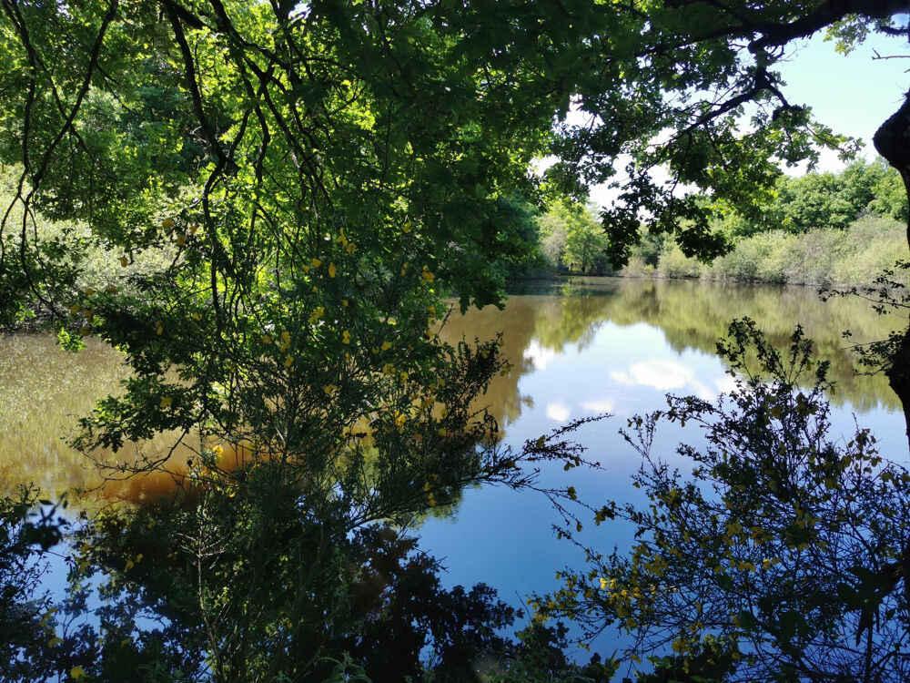 � vendre  Propri�t�/ch�teau Lusigny (03230)