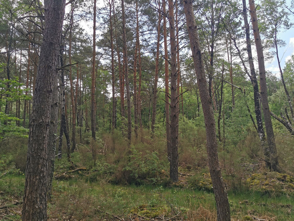 � vendre  Propri�t�/ch�teau Villefranche-sur-Cher (41200)