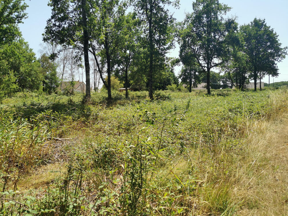 Vente Terrain BEAU TERRAIN CONSTRUCTIBLE AVEC VUE SUR ÉTANG Millancay