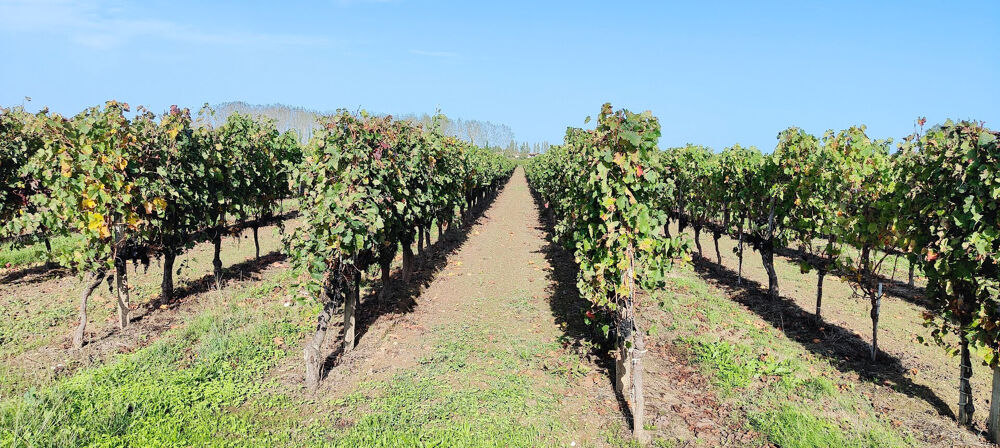  vendre  Proprit/chteau Saint-Ciers-sur-Gironde (33820)