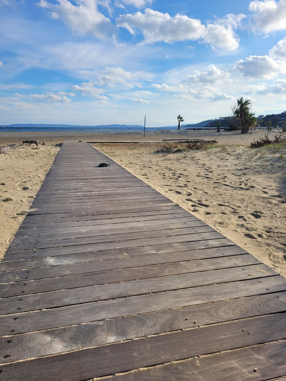   Murs commerciaux BORMES les MIMOSAS proche plage 