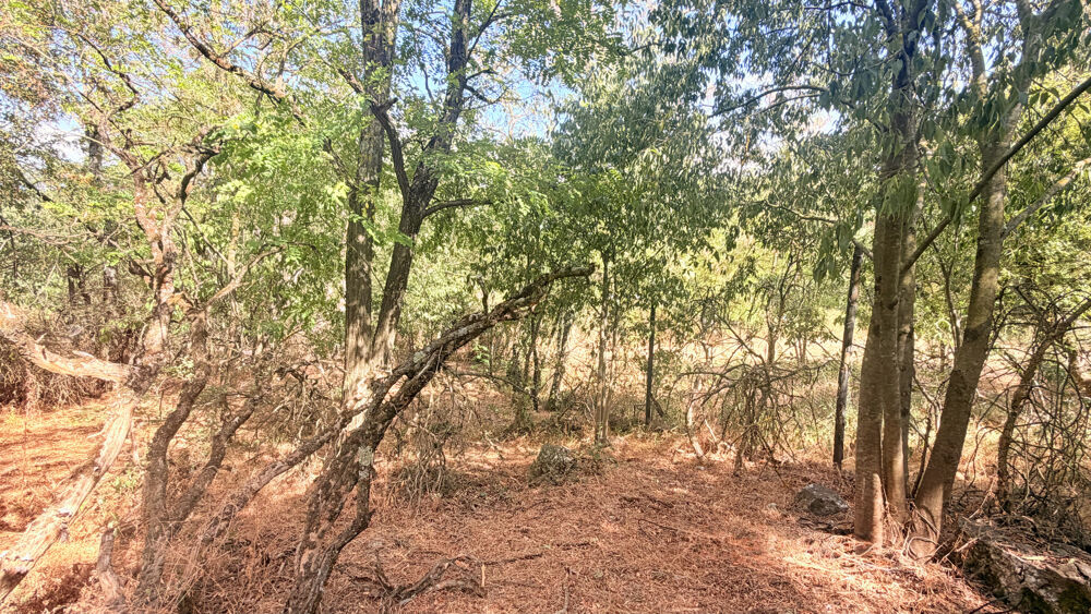 Vente Maison Maison de village a rénover avec terrain Verfeuil