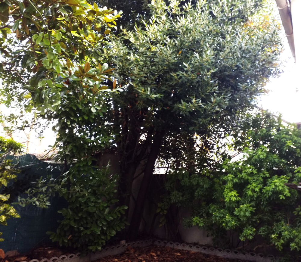 Vente Appartement appartement rez-de-jardin St denis