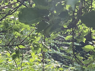  Terrain  vendre 606 m