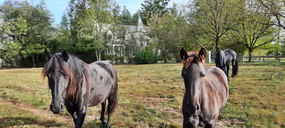 A VENDRE MAISON AVEC TERRAIN IDEAL CHEVAUX