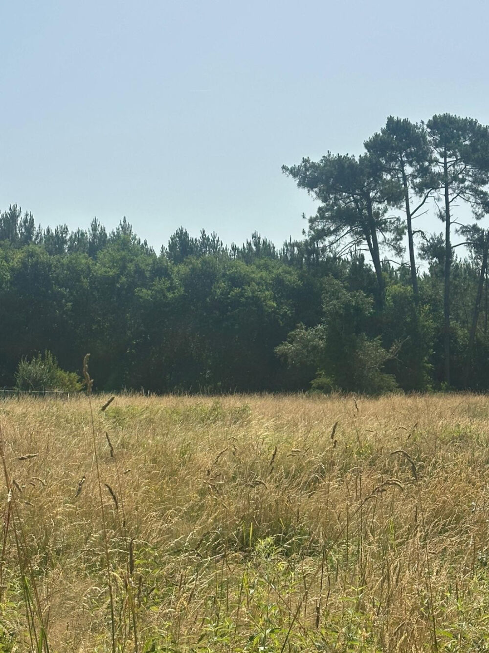 Vente Terrain Terrain constructible à GASTES Gastes