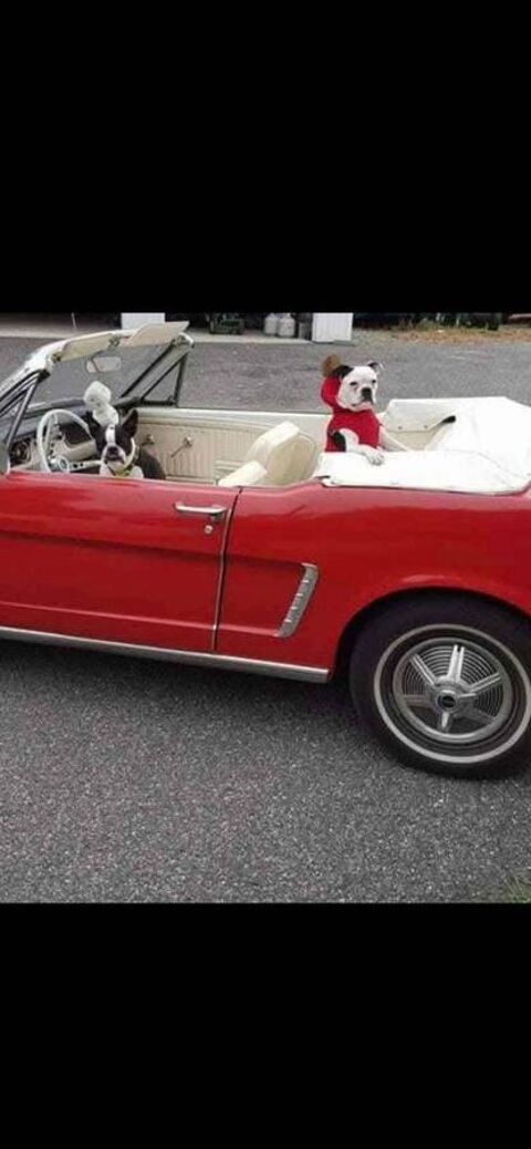 Ford Mustang 1964 1964 occasion Lyon 69002