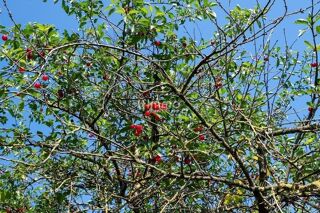  Terrain  vendre 2550 m