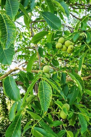  Terrain  vendre 2550 m