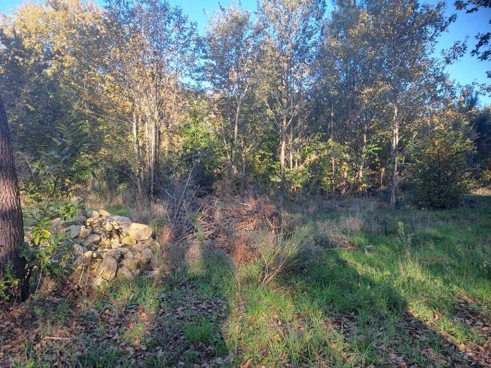 Vente Terrain TERRAIN CONSTRUCTIBLE Saint-sauveur