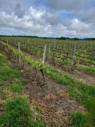  Maison  vendre 65000 m