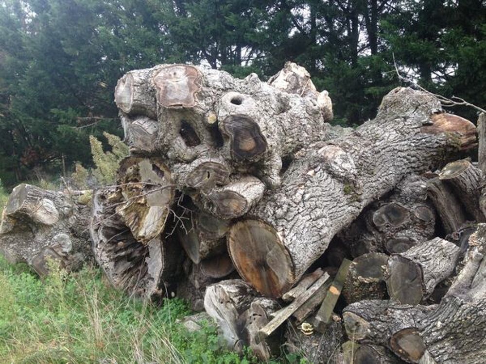 Tronc d'arbre Jardin