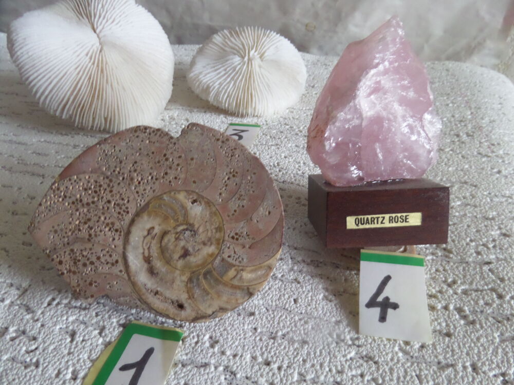 fossile AMMONITE roses de corail quartz rose 