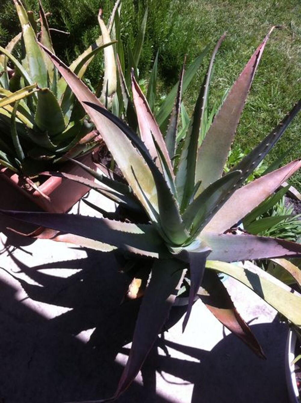  plante Jardin