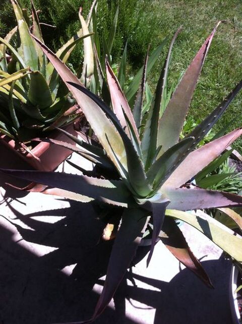  plante 5 Biscarrosse (40)