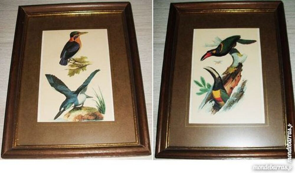 4 belles reproductions oiseaux tropicaux Décoration